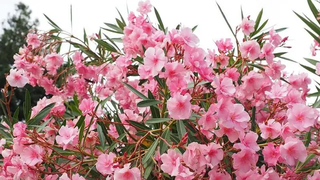 L'Oleandro fiorisce per tutta l'estate - foto Pixabay