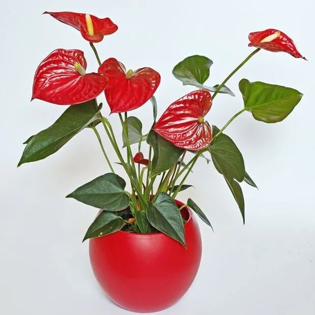 L'Anthurium affascina per il colore vivo e brillante dei suoi fiori rossi! - foto Leroy Merlin