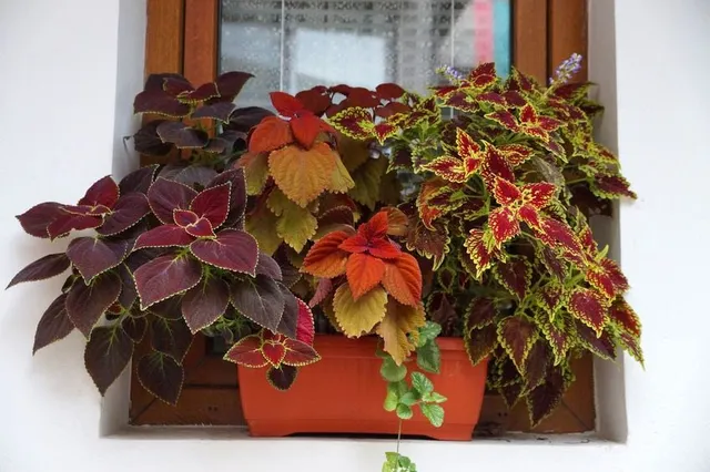 In estate puoi tenere le tue piante di Coleus all’esterno: accosta varietà di colori diversi per un effetto decorativo stupendo – foto Leroy Merlin