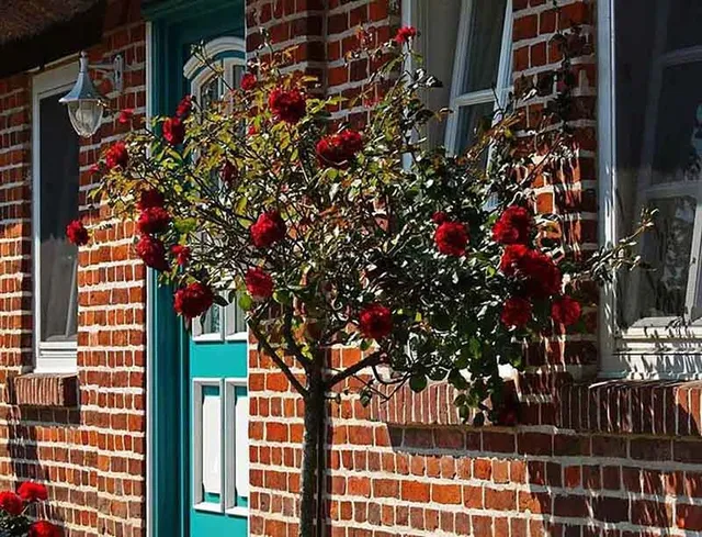 Le rose ad alberello sono perfette per il giardinetto davanti a casa - foto Pixabay