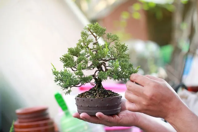 Per ottenere un bonsai sono necessari anni di pazienza! - foto Leroy Merlin
