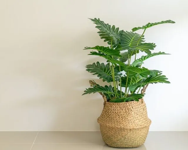 Dai un tocco tropicale alla tua camera, con un filodendro: Philodendron xanadu non sottrarrà ossigeno al tuo sonno! – foto Leroy Merlin