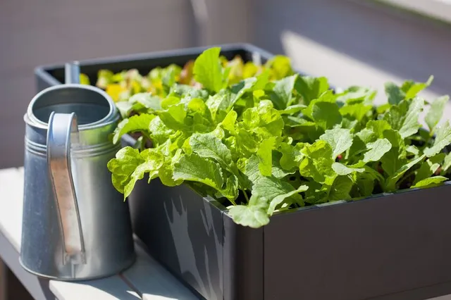 Le insalate sono le più facili da coltivare in vaso, perchè richiedono un volume di terra ridotto - foto Leroy Merlin