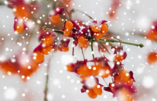 Scegli l'evonimo per colorare il giardino invernale con le sue bacche - foto Leroy Merlin