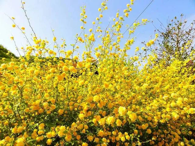 Anche i fiori della Kerria sono gialli! - foto Pixabay