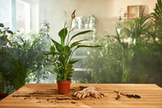 Non trascurare le piante di casa: coccolale! - foto ispirazione Leroy Merlin