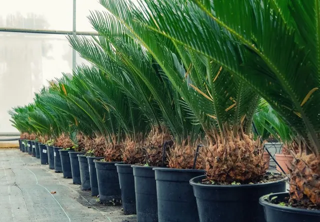 Procurati delle belle piante di Cycas e segui queste idee per coltivarle – foto Leroy Merlin