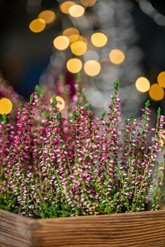 L'erica, con le lucine di Natale, crea atmosfera festosa con semplicità! - foto Leroy Merlin