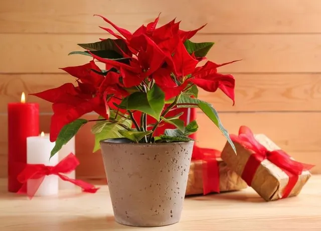  Oltre alla classica Poinsettia, o Stella di Natale, scopri piante inusuali da regalare alle tue amiche – foto Leroy Merlin