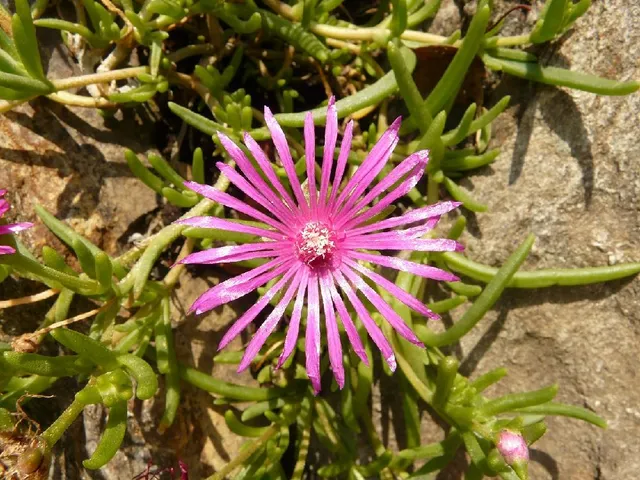 Per migliorare la fioritura, nutri le piante con un concime specifico - foto Pixabay