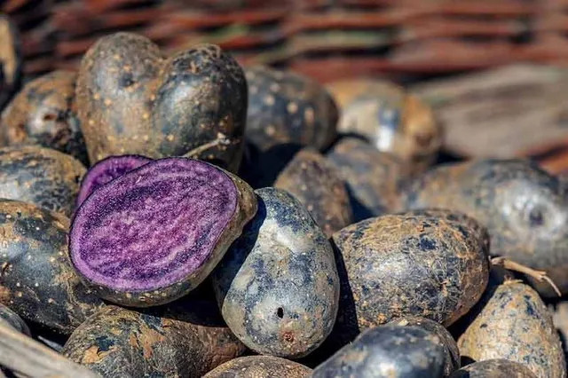 Scure fuori e viola dentro, le patate viola sono ricche di antociani, proprio come i mirtilli! - foto Pixabay