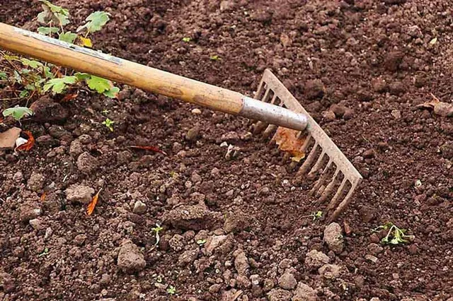 Con un rastrello robusto ripulisci il suolo da sassi, grumi di terra e altre impurità - foto Pixabay