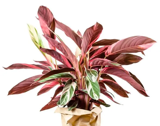 Non farti mancare una pianta nelle tonalità del rosso quest’anno, scegli una Stromanthe sanguinea ‘Triostar’ - foto Leroy Merlin