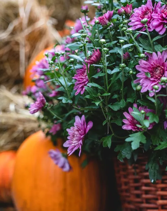 Le Settembrine fioriscono a inizio autunno, con le zucche mature! - foto Leroy Merlin