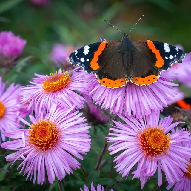Così creai un giardino di fiori attira farfalle - Pixabay