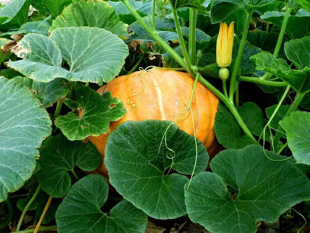 In autunno, le zucche sono pronte per la raccolta - foto Pixabay