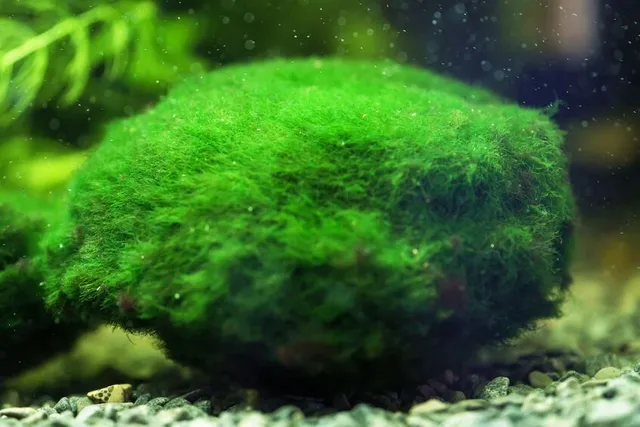 Il Marimo è un'alga tonda che vive in acqua - foto Leroy Merlin