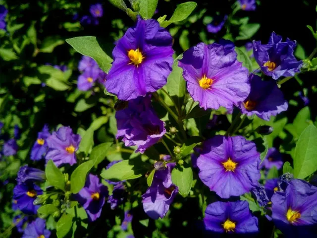 Se hai una parete soleggiata e calda e la vuoi fiorita per tutta l’estate, scegli il Solanum – foto Pixabay