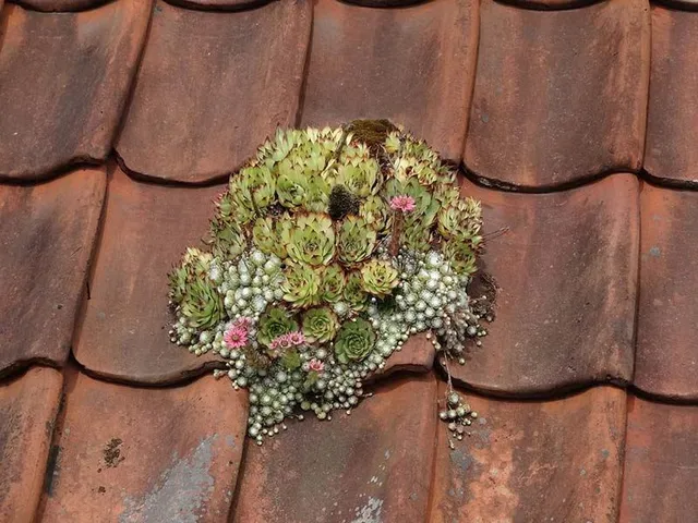 I Sempervivum vivono facilmente anche sui tetti a tegola - foto Pixabay