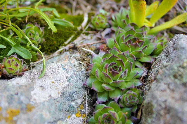 Le piante grasse come i Sempervivum sono perfette per un giardino roccioso - foto Leroy Merlin