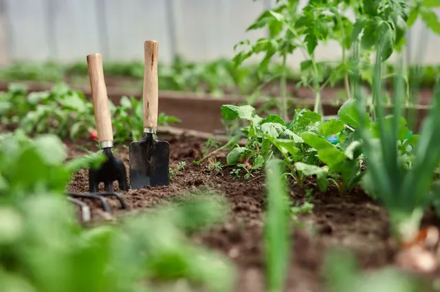 I lavori da fare a Maggio, nell’orto così come in giardino, sono tanti! – foto Leroy Merlin