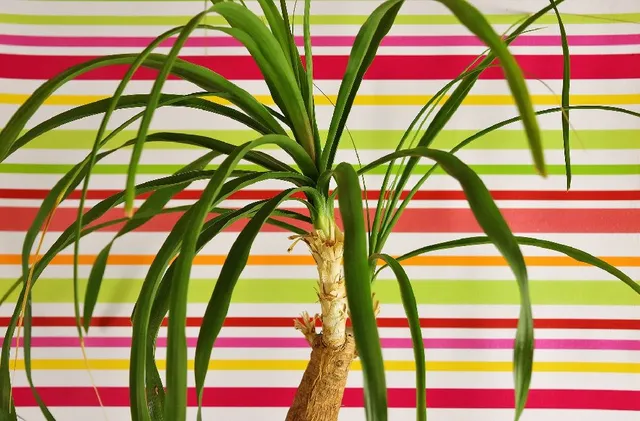 Scegli una pianta sbarazzina per la tua camera: la Nolina ti aiuterà a cacciare via i brutti sogni! – foto Pixabay