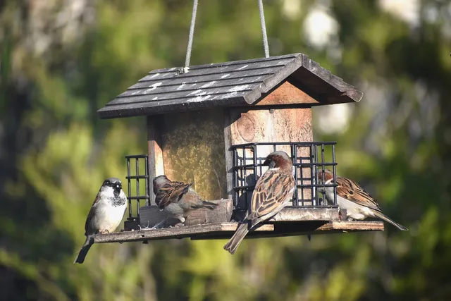 Pensa anche agli uccellini: un nido-mangiatoia farà loro piacere per il prossimo inverno – foto Pixabay