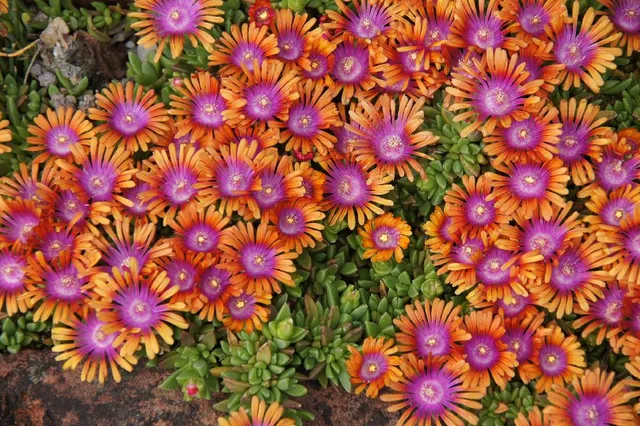 Il Delosperma è una succulenta che con poche cure ti ricoprirà di fiori vivacissimi! - foto Pixabay