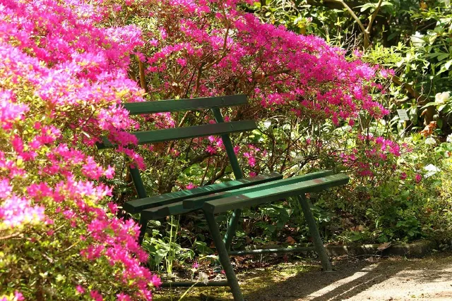 Le azalee sono le piante acidofile più apprezzate per abbellire i giardini - foto Pixabay