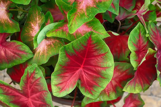 Una pennellata rosso vivo colora le foglie di Caladium ‘Red Flash’ – foto Pixabay
