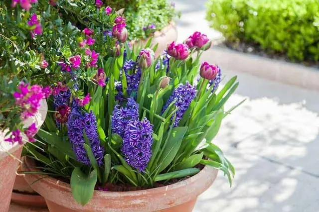 Utilizza un vaso capiente per dare spazio a tanti bulbi diversi: giacinti e tulipani ad esempio – foto Leroy Merlin