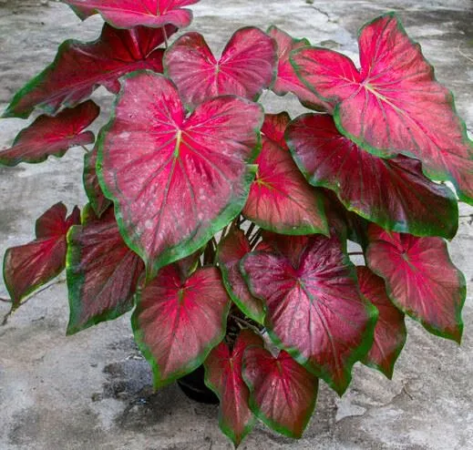 Chioma folta e fluente con foglie variopinte: scegli un Caladium bicolor! - foto ispirazione Leroy Merlin