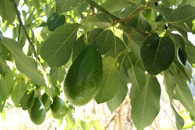 Con i frutti della pianta di avocado potrai preparare gustose ricette! – foto Pixabay