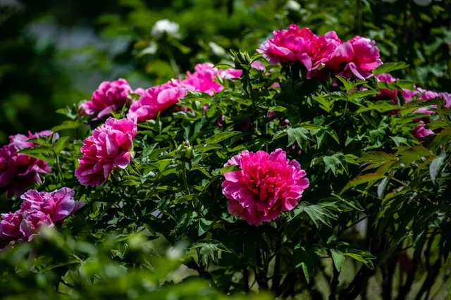 La fioritura delle Peonie, colorata e ricca! - foto Leroy Merlin