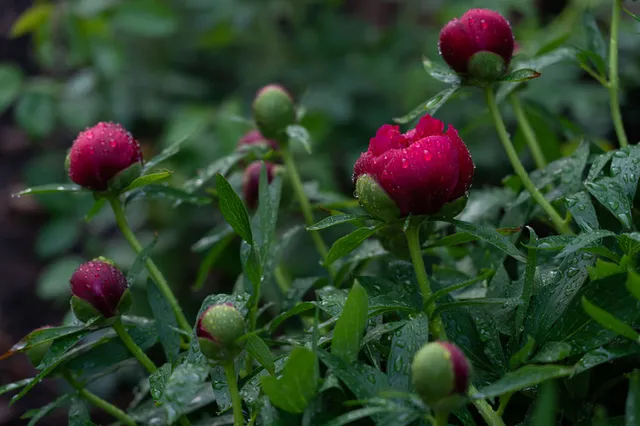 I boccioli delle peonie si aprono sprigionando tutta la loro bellezza ed esuberanza - foto Leroy Merlin