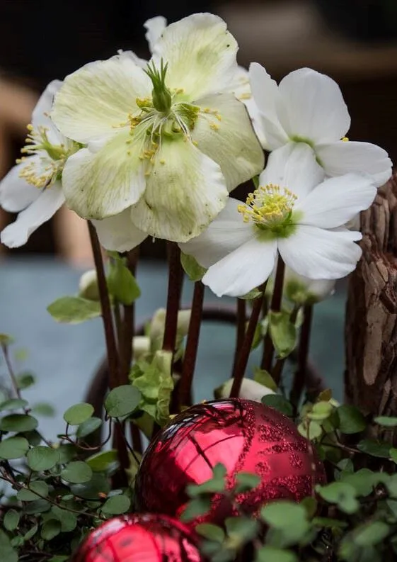 L'elleboro è il fiore più elegante per decorare il balcone a Natale - foto Leroy Merlin