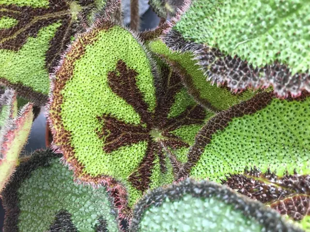 Il disegno delle foglie di Begonia masoniana ricorda una croce di ferro – foto dell’autrice
