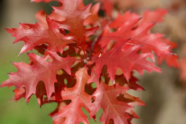Quercus rubra diventa un albero maestoso, ricco di foglie rosse in autunno! - foto Pixabay