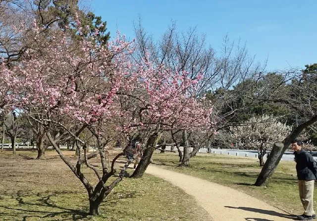 . "Sakura", la fioritura dei ciliegi è un evento sacro in Giappone - foto dell'autrice