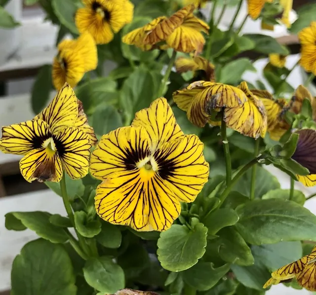 Hai visto che belle le nuove selezioni di viola? La Tiger Eye colora di giallo le aiuole invernali del giardino - foto dell'autrice