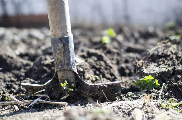 Elimina tutti i residui delle piante estirpate aiutandoti con una vanga: pulisci e prepara il terreno per le nuove colture – foto Pixabay