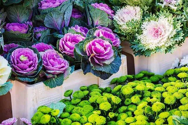 I fiori autunnali sono molti, scegli quelli che preferisci per il tuo balcone! - foto Leroy Merlin