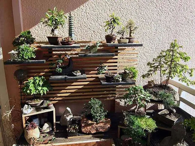 Se sei un appassionato, potrai creare un giardino di bonsai! - foto Pixabay