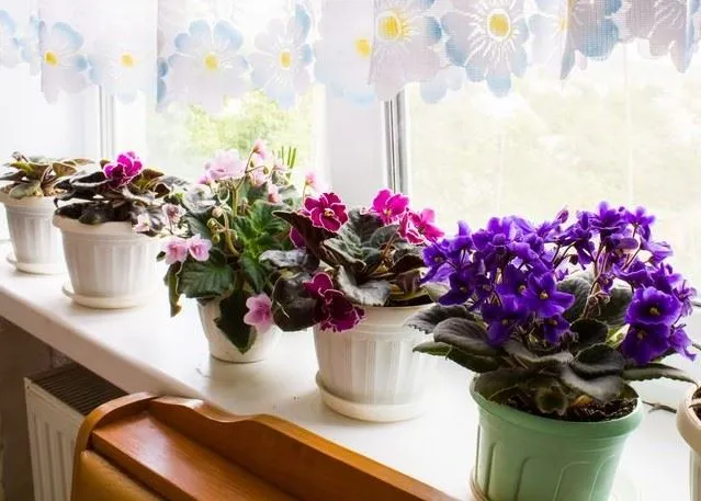 Le violette africane, Saintpaulia, fioriscono tutto l'anno se le tieni in casa - foto Leroy Merlin
