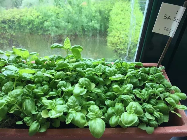 Il basilico viene facilmente coltivato in vaso: veloce a crescere e subito pronto per l'uso in cucina! - foto dell'autrice