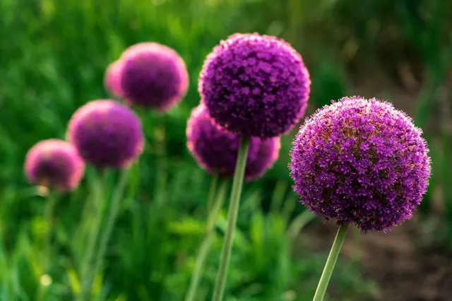 Grosse palle viola, sono le infiorescenze emesse dai bulbi di Allium giganteum – foto Leroy Merlin