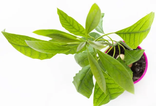 Fai crescere la tua pianta di avocado in un ambiente luminoso, bagnata e concimata a sufficienza – foto Pixabay