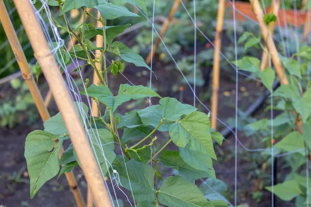 Per le piante di fagioli o fagiolini rampicanti, utilizza una rete da orto – foto Leroy Merlin