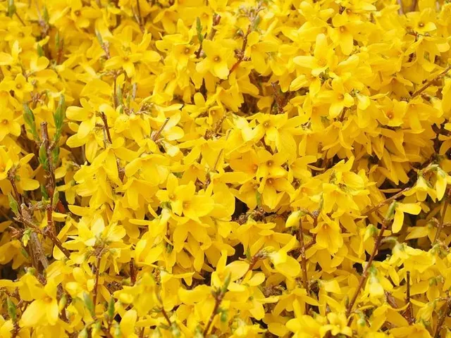 L'esplosiva fioritura gialla della Forsizia - foto Pixabay