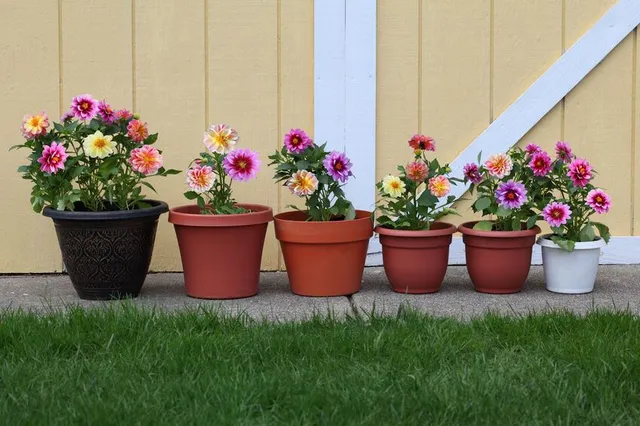 Anche a settembre puoi avere vasi fioriti, scegli le specie più adatte! - foto Leroy Merlin